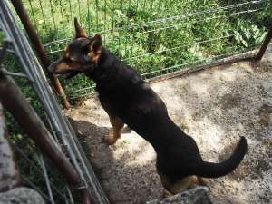 Caine de adoptat