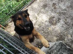 Caine de adoptat