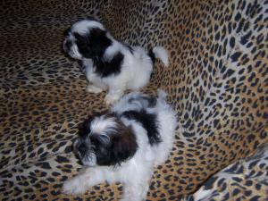 Shih Tzu,    7 saptamani