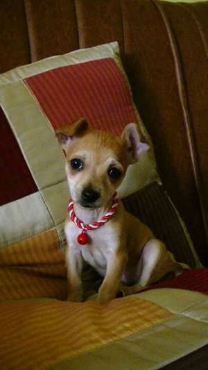 chihuahua femela