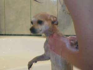 chihuahua femela