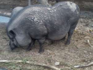porci vietnamezi