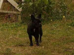 VAND URGENT  FEMELA BULLDOG FRANCEZ