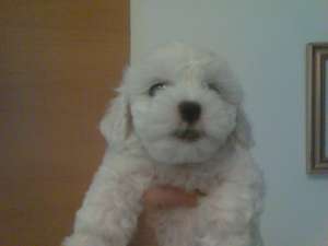 Vand BICHON MALTESE deosebit de frumosi,  alb imaculat