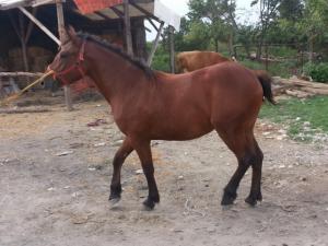 Manza Rosie