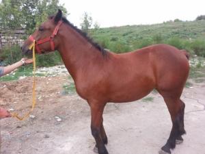Manza Rosie