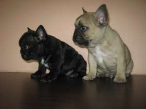 Vand catei bulldog francez