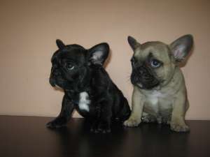 Vand catei bulldog francez