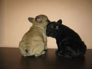 Vand catei bulldog francez