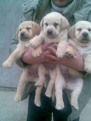 puiuti  labrador