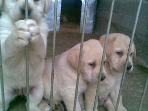puiuti  labrador