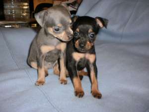 vand pinscher pitic toy