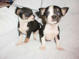 vand chihuahua toy