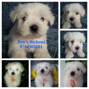 BICHONI MALTESE  albi impecabili 600 lei