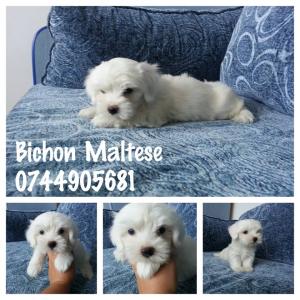 bichoni maltese toy albi impecabili 600 lei