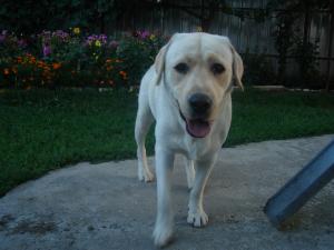 Monta labrador