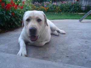 Monta labrador