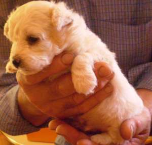 pui bichon alb oy