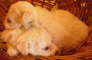 pui bichon alb oy