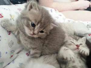british silver tabby