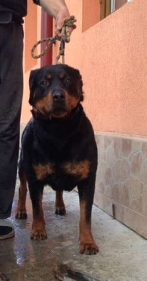 Femela Rottweiler