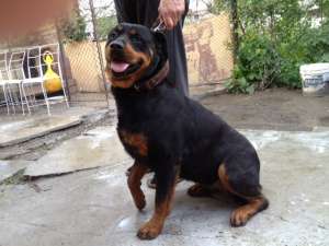 Femela Rottweiler