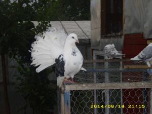 Vand porumbei de ornament