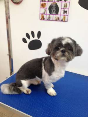 Coafura Canina
