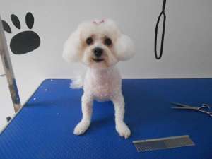 Coafura Canina