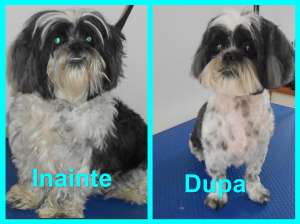 Coafura Canina