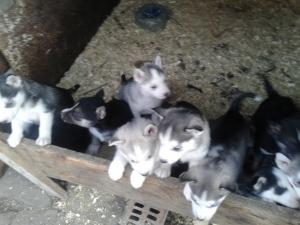 CATEI HASKI SIBERIENI.