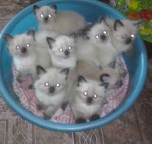 Vand pisicute rasa Ragdoll