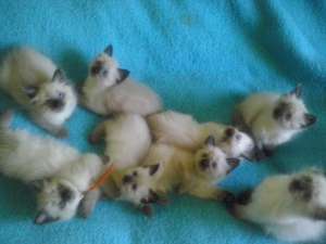 Vand pisicute rasa Ragdoll