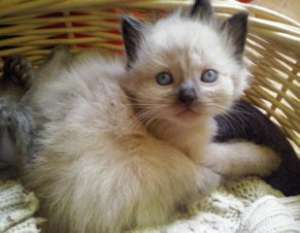 Vand pisicute rasa Ragdoll
