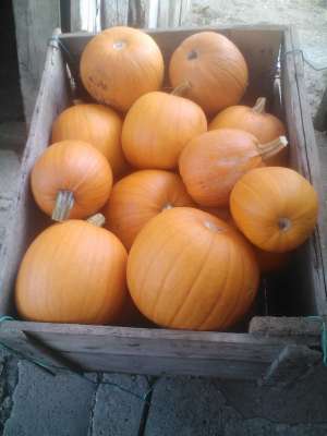 Dovleci de vanzare