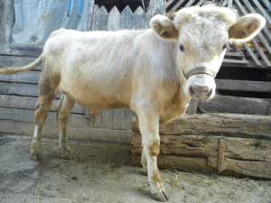 Vand vitel 6 ALB luni 1800 ron