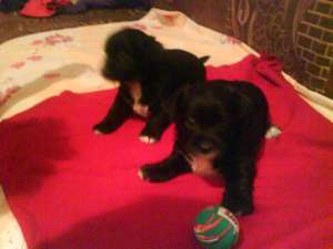 Vand 2 pui bichon havanezi femele