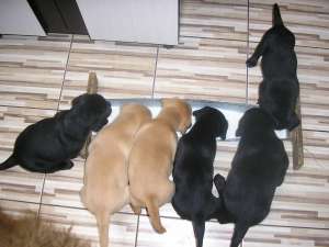 V�nd căţeluşi Labrador Retriever