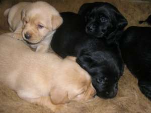 V�nd căţeluşi Labrador Retriever