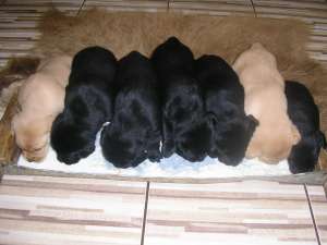 V�nd căţeluşi Labrador Retriever