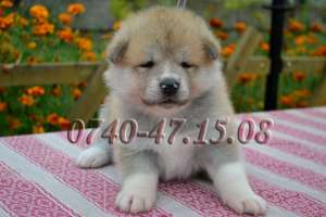 Catei Akita Inu de vanzare