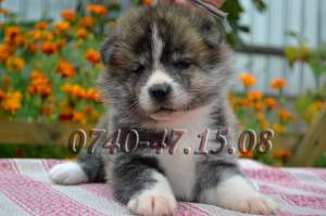 Catei Akita Inu de vanzare