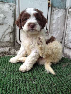 Lagotto Romagnolo