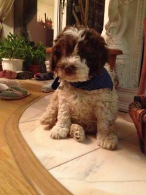 Lagotto Romagnolo