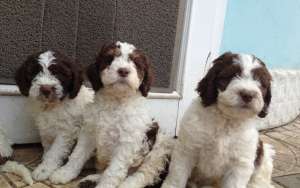 Lagotto Romagnolo