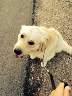 Ofer mascul Golden Retriever pentru imperechere