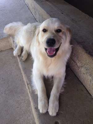 Ofer mascul Golden Retriever pentru imperechere