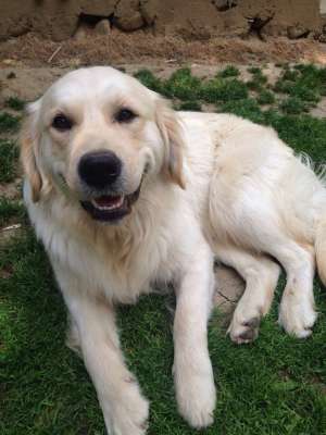 Ofer mascul Golden Retriever pentru imperechere
