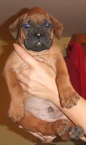 vand catei boxer