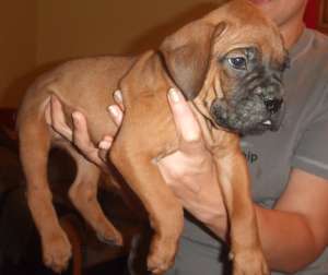 vand catei boxer